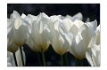 Tulpen M 08